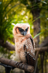 A wild great owl perched in a brown wood. The cuckoo owl has the scientific name Strix leptogrammica. Kukuk beluk. Bird of prey.