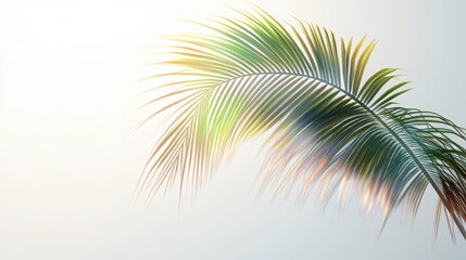 Palm Tree Branch Border With Transparent Background With Gradient Mesh, Vector Illustration