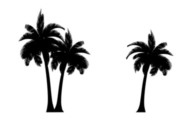 silhouette of palm trees
