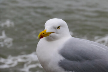A close-up portrait of a seagull. The bird has white and grey plumage, a yellow beak, and a focused expression. The grey, blurred background suggests the sea. The image emphasizes the bird's features.