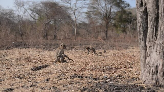 monkeys playing in the dry forest
