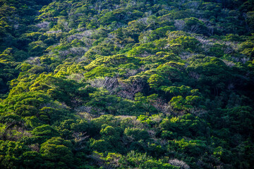 亜熱帯の奄美大島の森