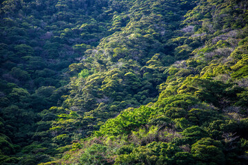 亜熱帯の奄美大島の森