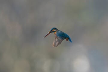 Kingfisher in flight with blurred backdrop