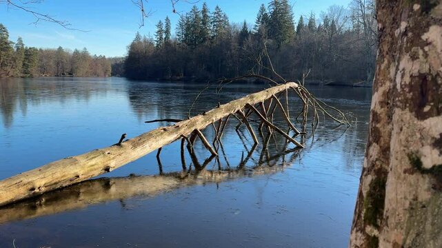 A tranquil scene of Pfaffensee near B&auml;rensee, Stuttgart, Germany, showcasing still water reflecting trees under a bright blue sky. A fallen tree lies partially submerged in the calm lake.