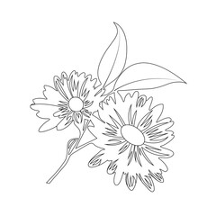 Vector peony bud in outline style, illustration of  sunflower isolated on white background, coloring book for children.eps