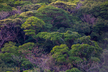亜熱帯の奄美大島の森