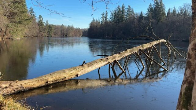 A peaceful view of Pfaffensee near B&auml;rensee in Stuttgart, Germany. The still water reflects tall pine trees and a fallen log partially submerged near the shore under a clear blue sky.