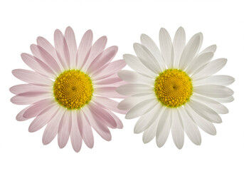 Fototapeta premium Two chamomile flowers or Ox-Eye Daisy isolated on a white background, highlighting their delicate petals