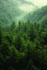 Fototapeta premium Lush Green Forest Landscape Enveloped in Mist