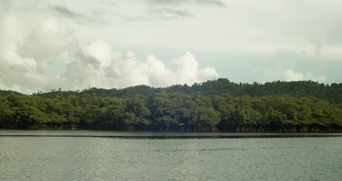 Mangroves at Malinao Paradise Secret Beach in Dapa, Siargao island, Philippines.