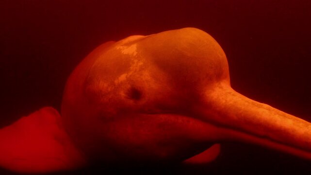 Underwater image of the pink dolphin's face seeming to look at the camera