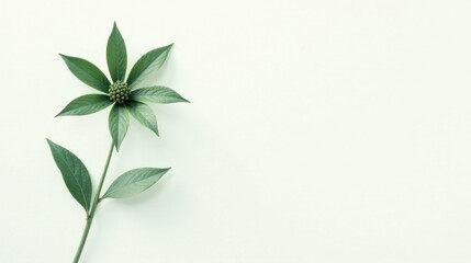 Serene Green Plant with Bud on a Soft Background, Ideal for Wellness and Nature-Themed Designs