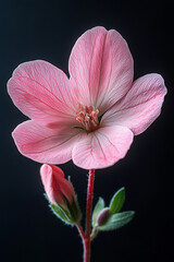 Obraz premium A Delicate Pink Flower Blooms Against A Dark Background