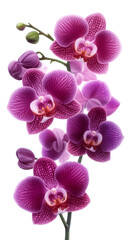 Vibrant Purple Orchid Flowers on Stem, Exotic Blooming Phalaenopsis, isolated with transparent background