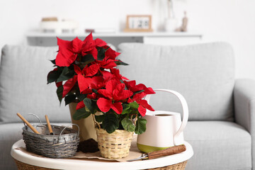 Christmas plant poinsettia with gardening tools on table in living room