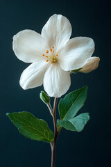 Obraz premium Single White Flower with Green Leaves Against Dark Background