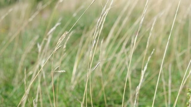 High wild grass, Poa annua, blooming on a rural background. Poa andina. Poa supina. In the meadow among wild grasses in the pasture grows Poa. Green Natural Wallpaper. Wild Grass Field. Summer Day