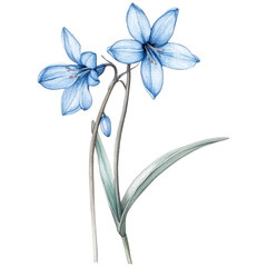 Scilla Flower Vector Clipart Illustration – Elegant Blue Blooms in Detailed Style