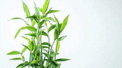 Obraz premium a lucky bamboo plant growing tall, with green leaves reaching upward.