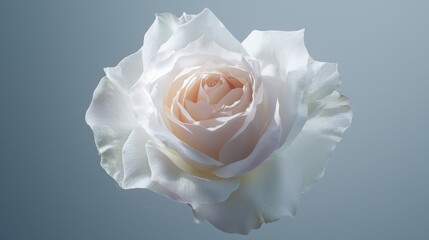 Delicate white rose macro shot floral close-up nature soft lighting natural beauty romantic concept