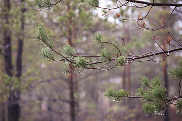 Raindrops hanging on pine needles after rainfall. Calm and fresh mood, macro shot, eye-level...