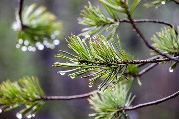 Raindrops hanging on pine needles after rainfall. Calm and fresh mood, macro shot, eye-level...