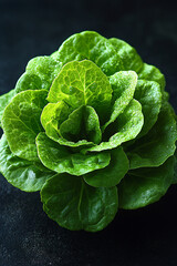 Fresh Green Lettuce Head Dew Drops