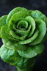 Obraz premium Dew Kissed Lettuce Rose A Culinary Delight