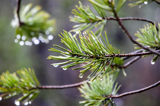 Raindrops hanging on pine needles after rainfall. Calm and fresh mood, macro shot, eye-level perspective, forest environment, focusing on pine branch details and water droplets