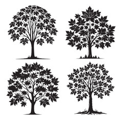 High-Quality Monochrome Vector Silhouettes of the Bigleaf Maple Isolated on a White Background"
