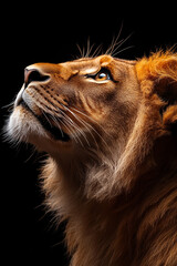 Fototapeta premium Young Lioness Gazing Upwards Majestically Against Dark Background