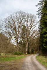 Quercus robur Steileiche an einem Forstweg im Winter