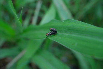 Macro Shot of Mating Flies on Green Leaf - Entomological Study and Nature Close-Up