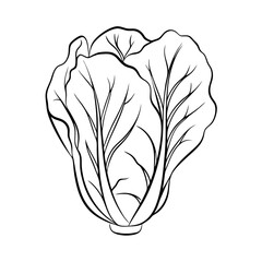 Cabbage