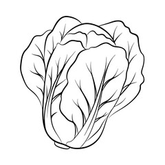 Cabbage
