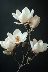 Elegant Magnolia Blossoms Branch Against Dark Background