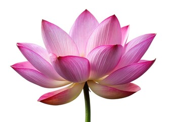 Pink Lotus Flower, Isolated White Background, Blooming Water Lily, Floral Photography, Nature Image, Botanical Illustration