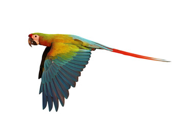 Colorful flying Shamrock Macaw parrot isolated on transparent background png file © Passakorn