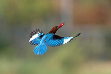 Obraz premium White-throated Kingfisher ,The overall body is brown, the head is large, the wings and back are bright blue, the mouth is large and bright orange, the neck and chest are white patches