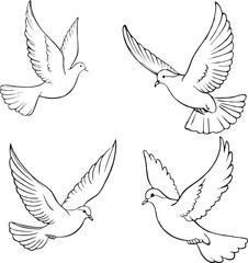 Set of dove line  line vector illustration white background	