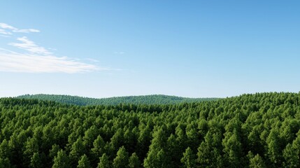 Naklejka premium Vast Green Forest Landscape