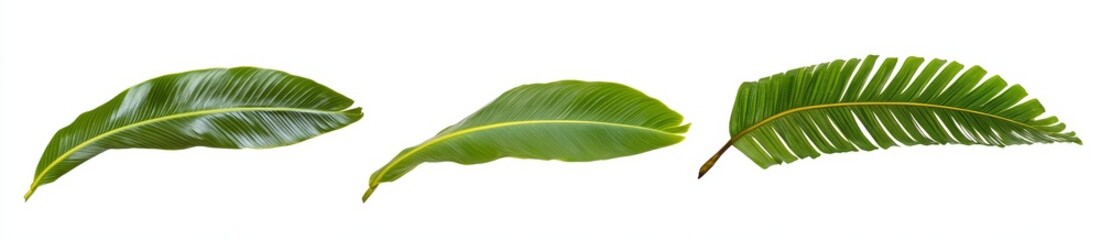 Obraz premium Three green leaves isolated on white background.