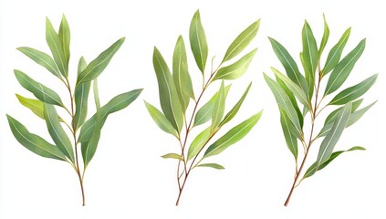 Three sprigs of eucalyptus leaves isolated on white background.