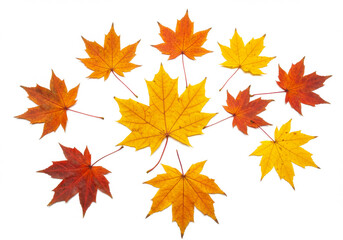 Obraz premium Maple autumn leaves isolated on white background