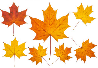 Maple autumn leaves isolated on white background