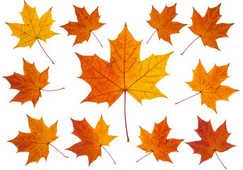 Maple autumn leaves isolated on white background