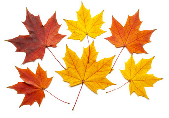 Maple autumn leaves isolated on white background
