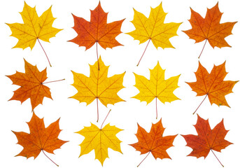 Maple autumn leaves isolated on white background