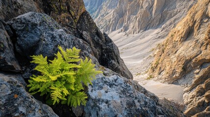 Obraz premium Lush Green Fern Growing on Rocky Mountain Cliffside Dramatic Valley View